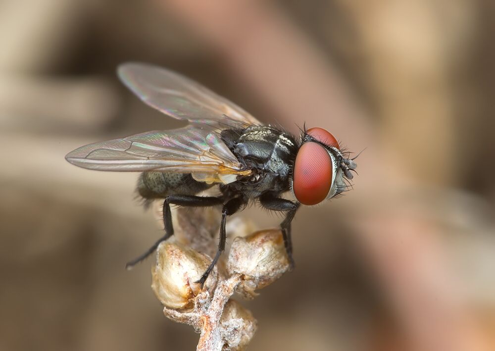 Phasia obesa