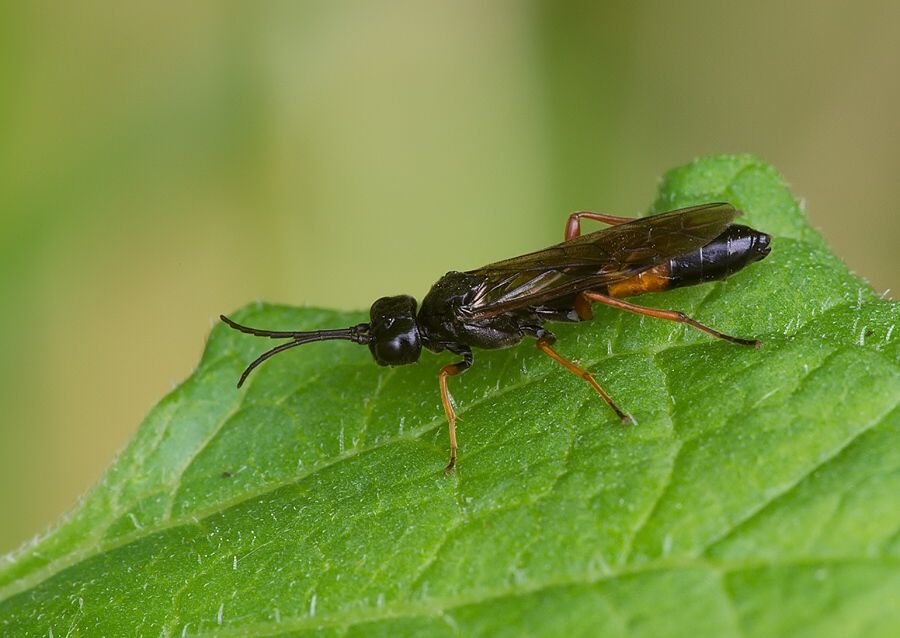 Allantus calceatus
