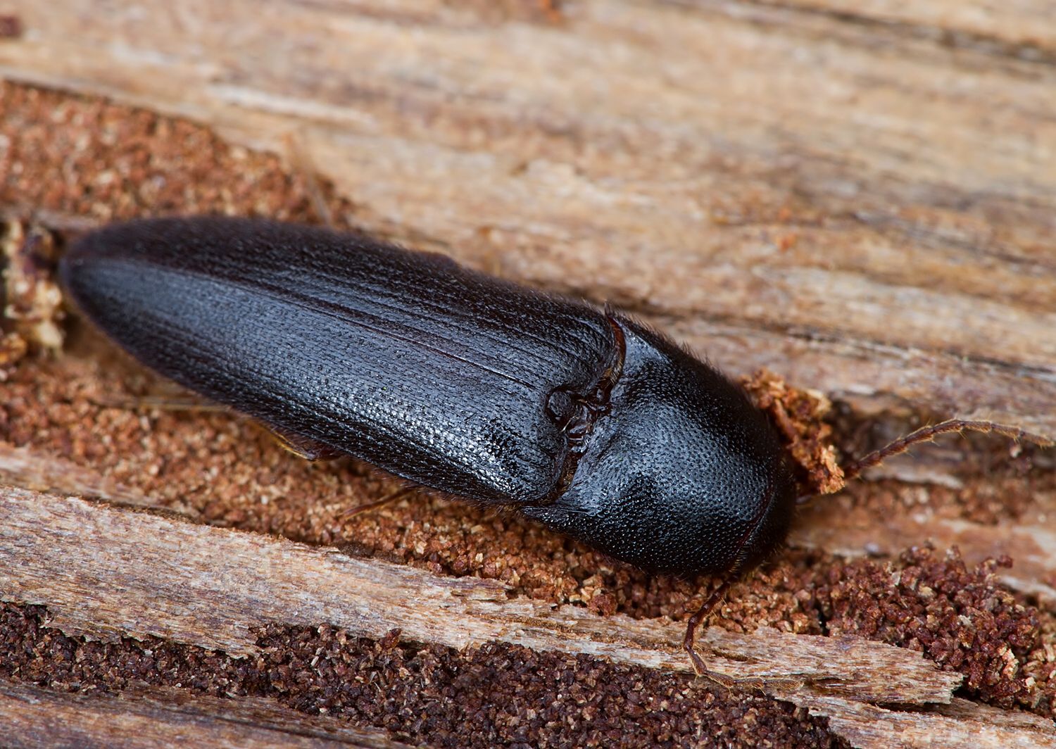Brachygonus megerlei