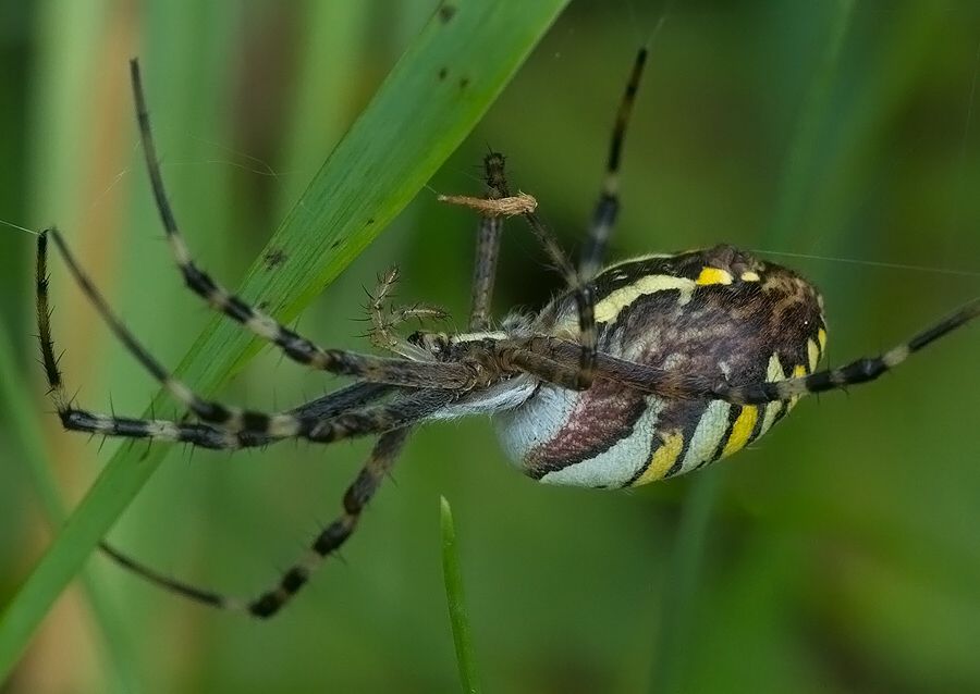 Argiope bruennichi