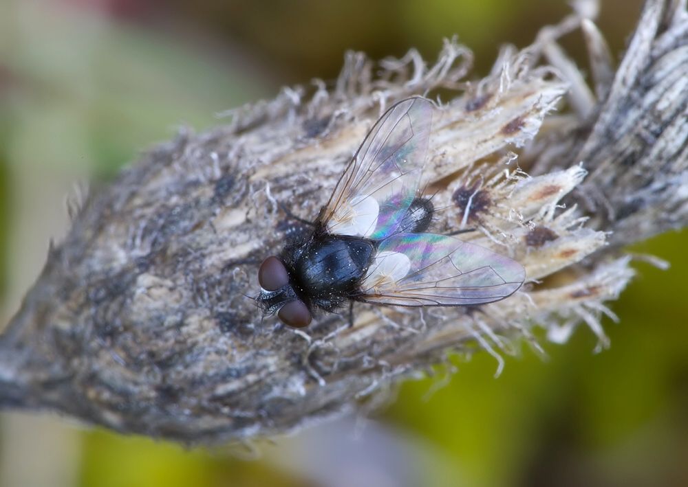 Leucostoma anthracinum