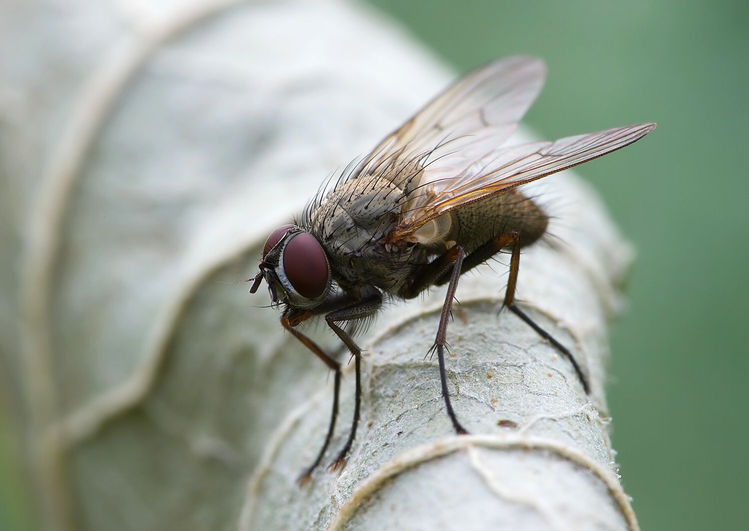 Phaonia fuscata