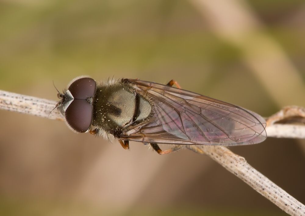 Cheilosia mutabilis