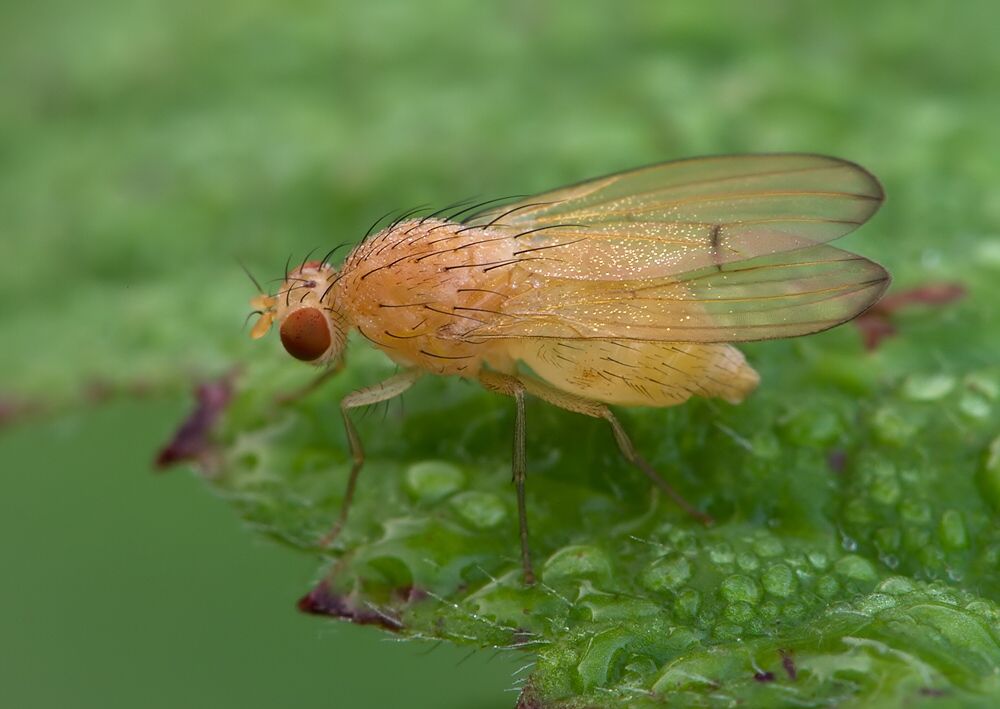 Tricholauxania praeusta