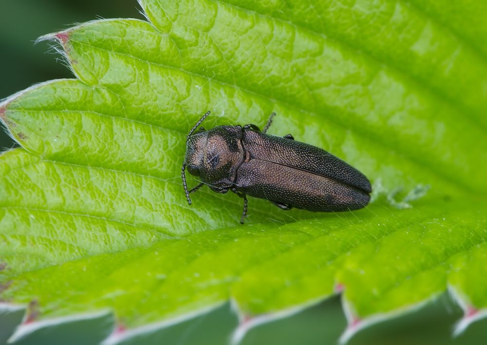 Coraebus elatus