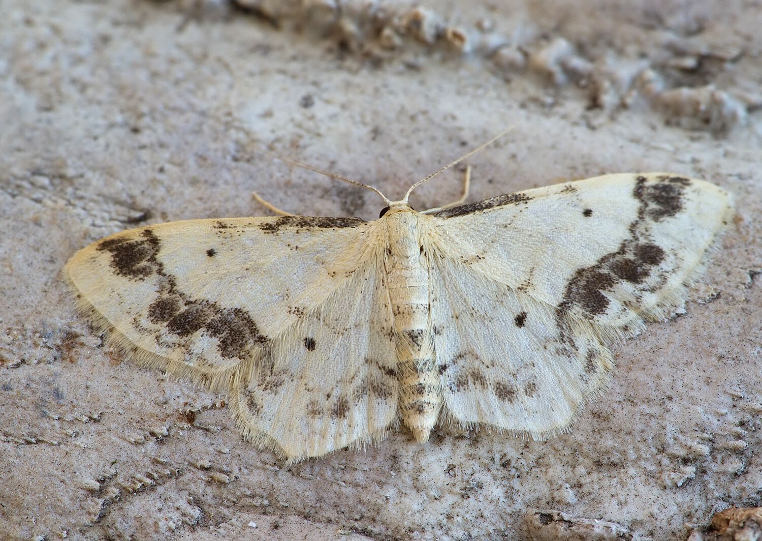 Idaea trigeminata