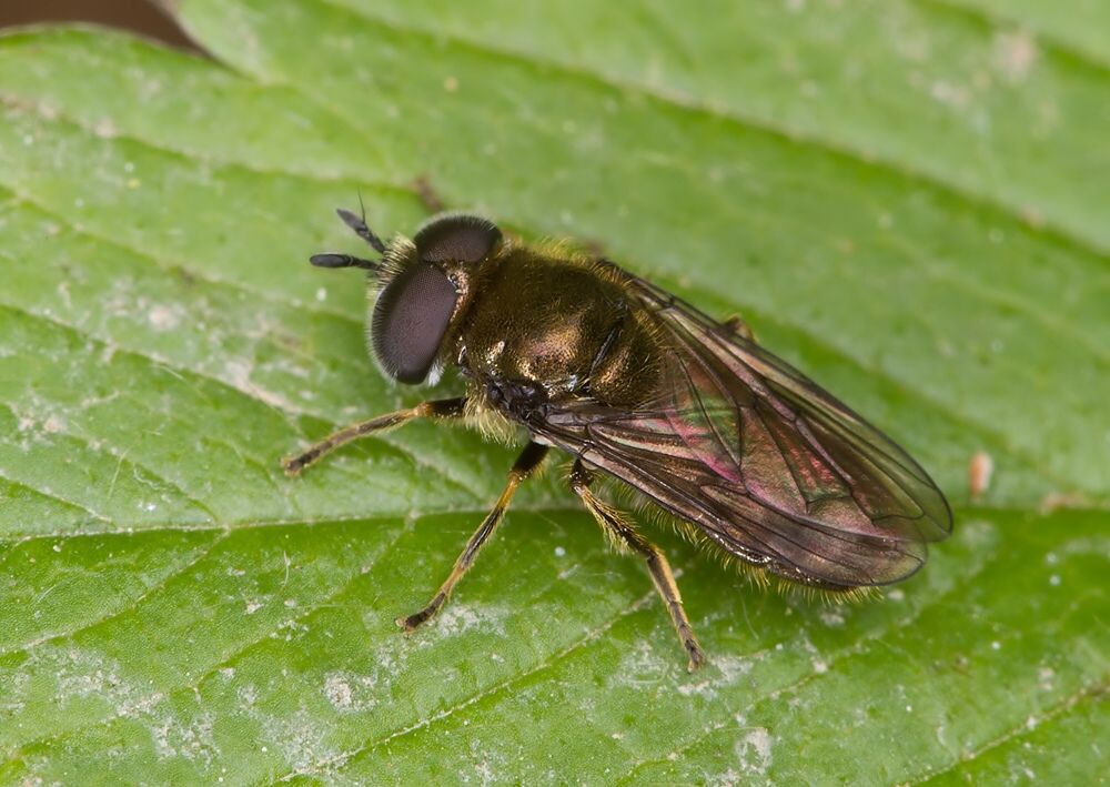 Pipizella viduata