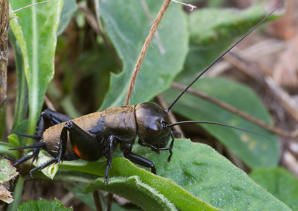 Gryllus campestris