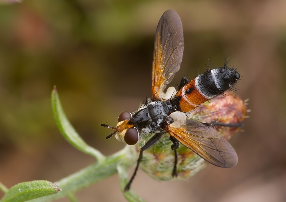 Cylindromyia intermedia