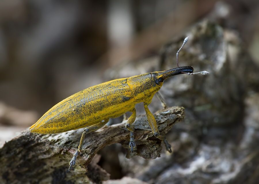 Lixus iridis