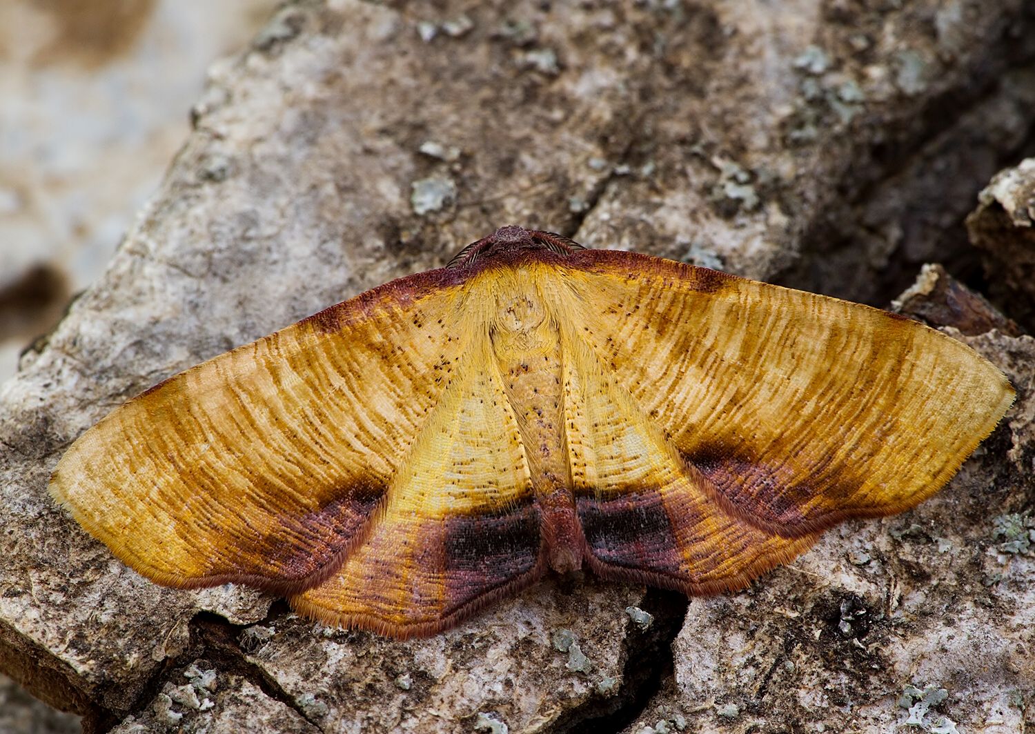 Plagodis dolabraria