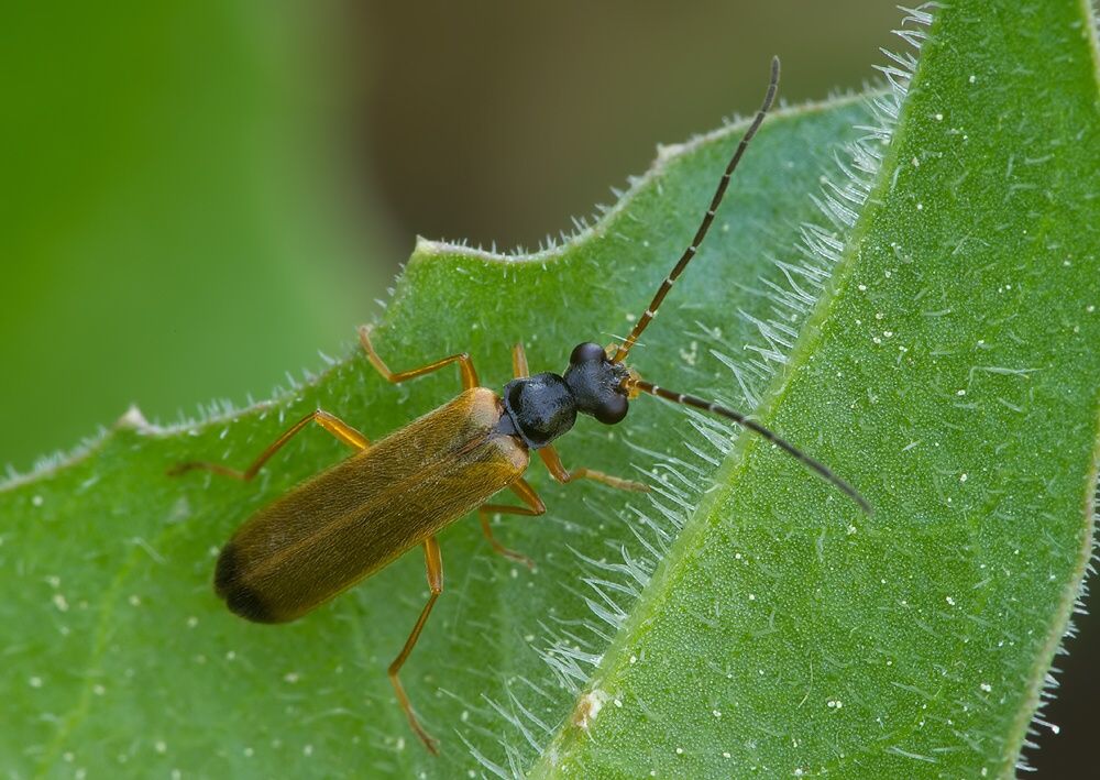 Rhagonycha lignosa