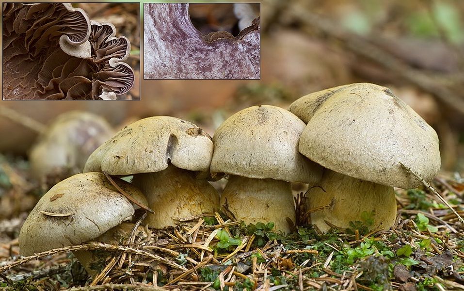 Cortinarius sp. (pavučinovec (bližšie neurčený))