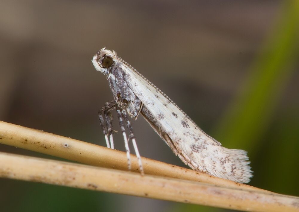 Aspilapteryx limosella