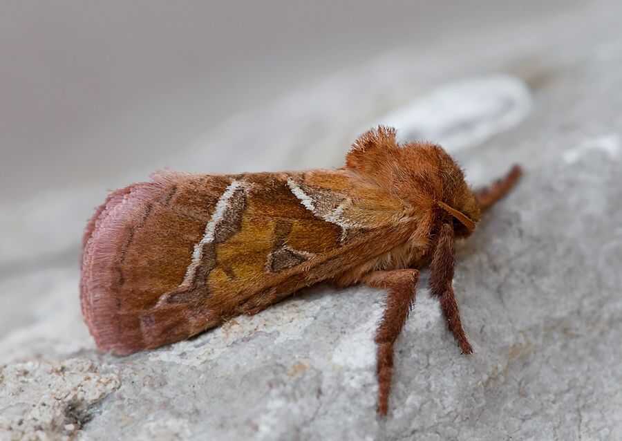 Triodia sylvina