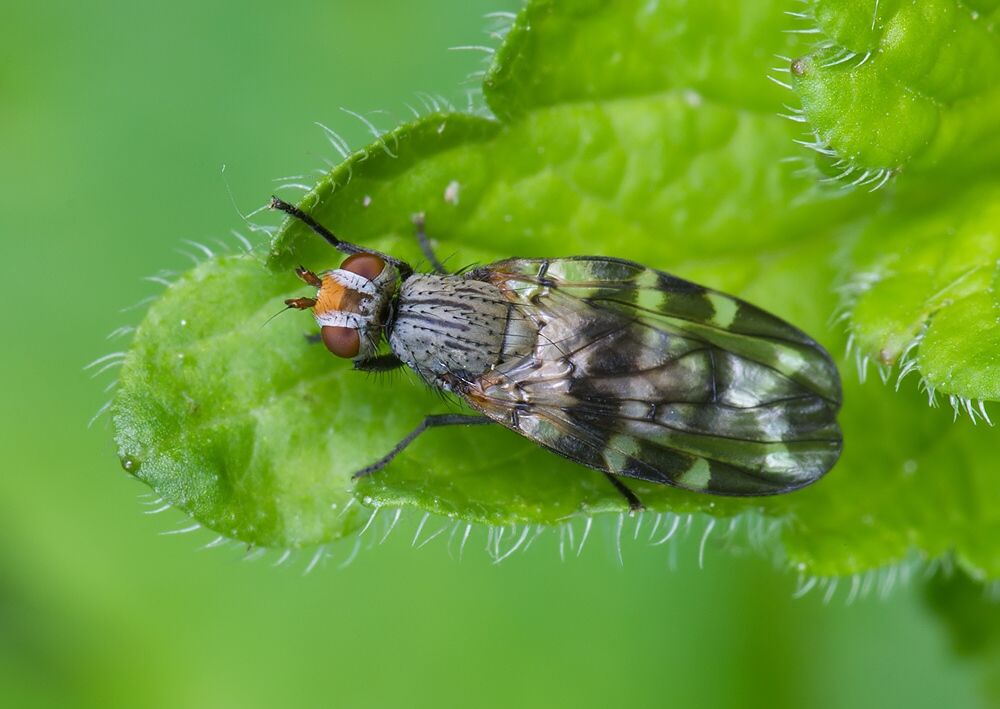 Otites centralis