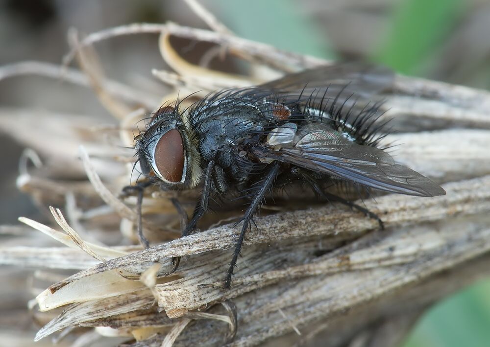 Exorista larvarum