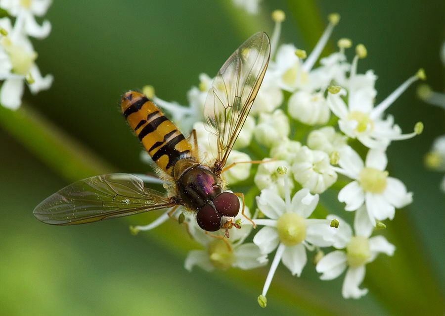 Episyrphus balteatus