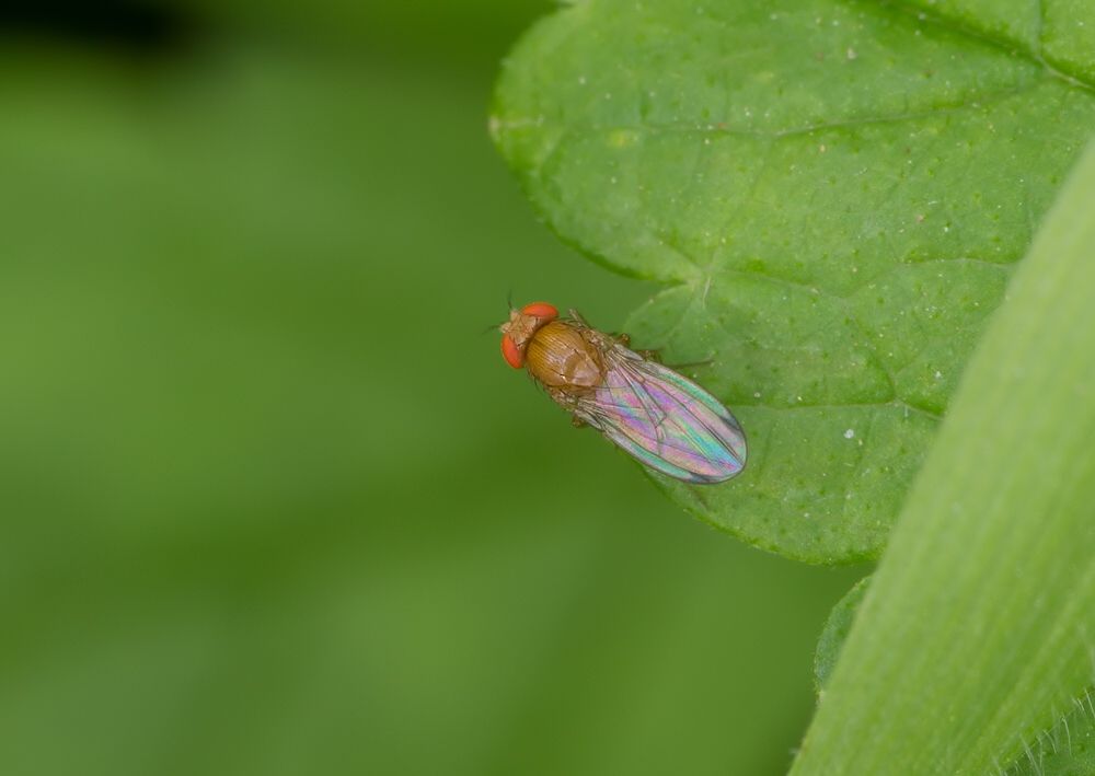 Drosophila histrio