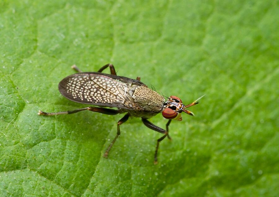 Coremacera marginata