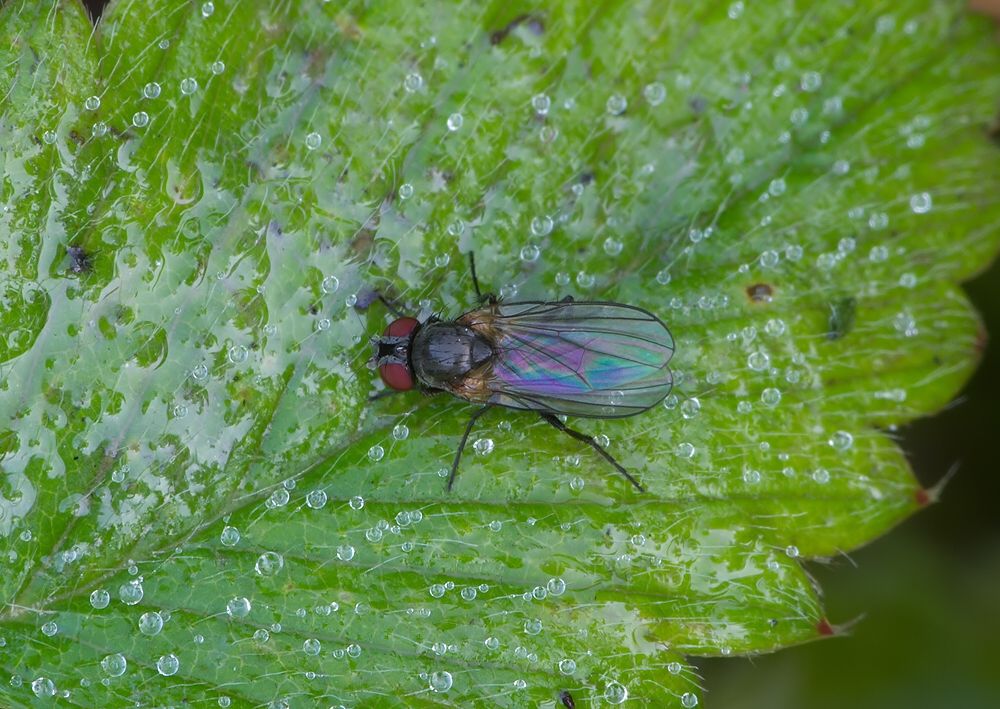 Fannia fuscula