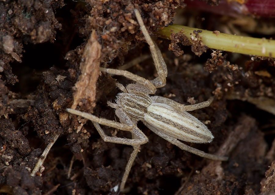Tibellus oblongus