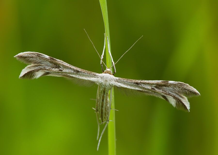 Calyciphora nephelodactyla