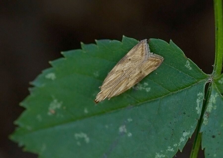 Orophia ferrugella