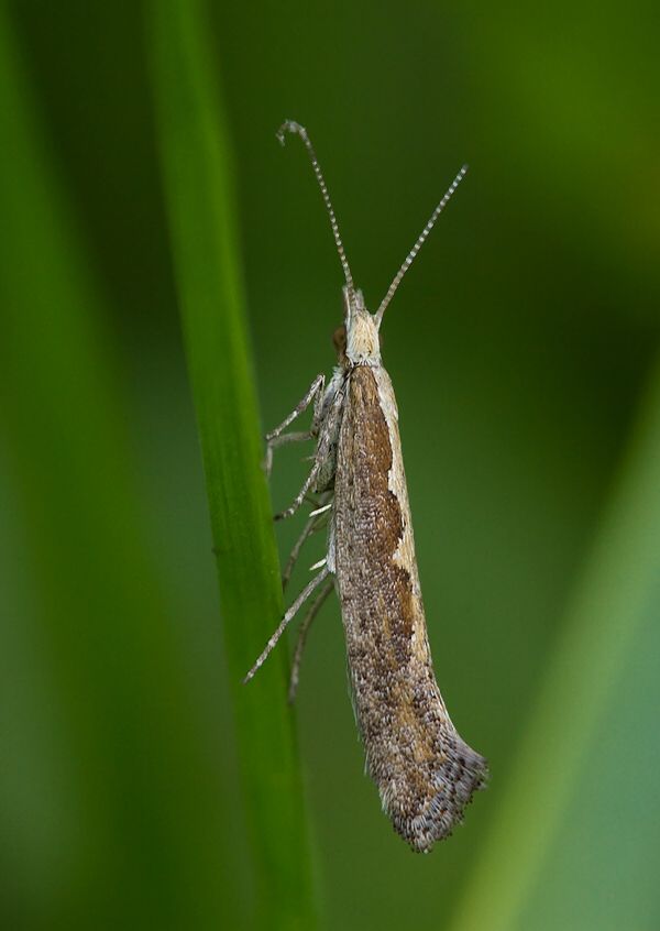 Plutella xylostella