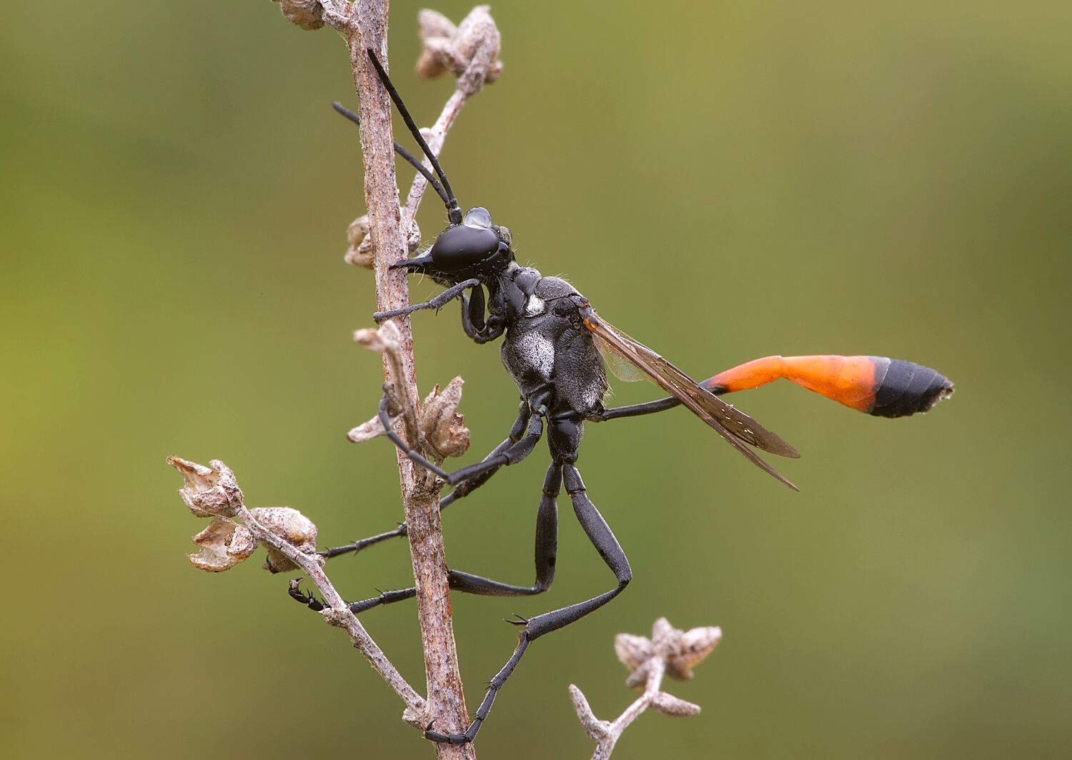 Ammophila campestris
