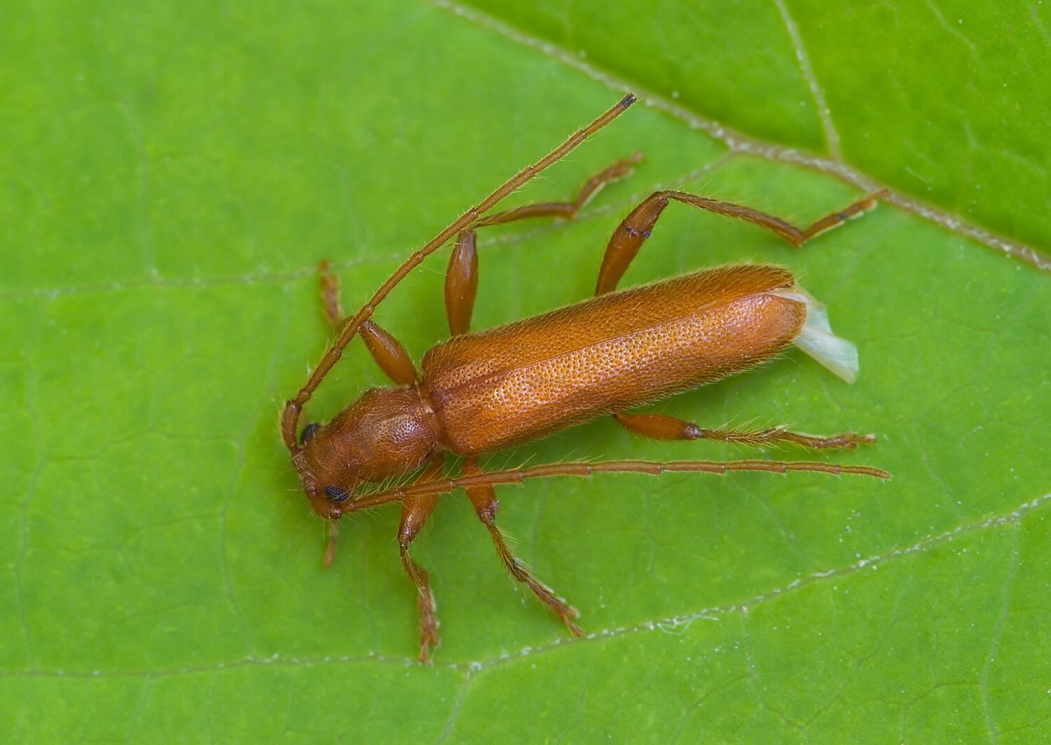 Axinopalpis gracilis