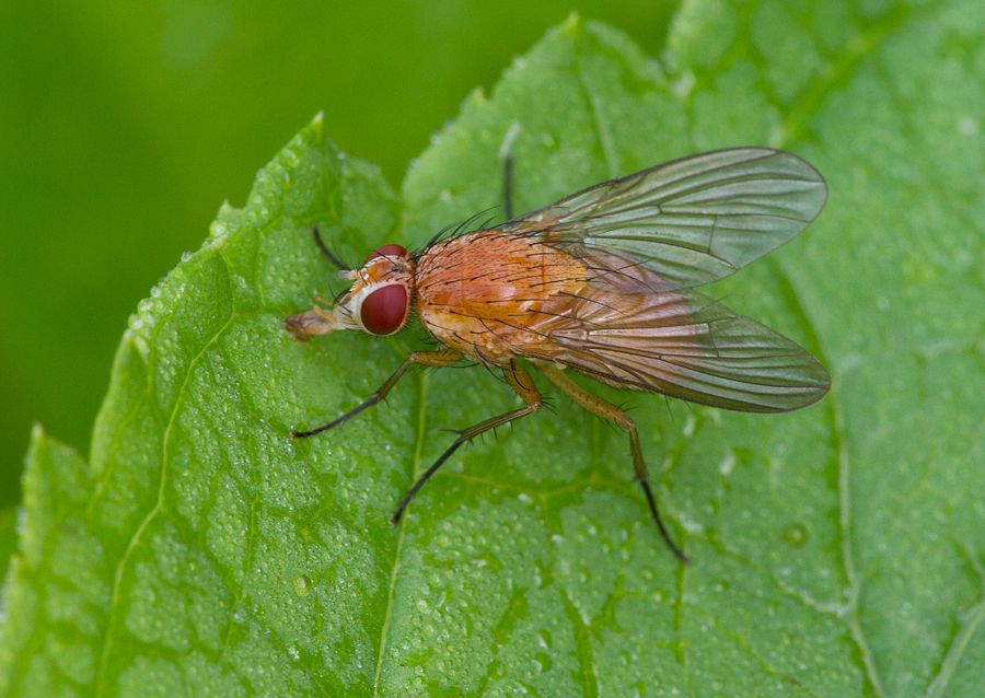 Phaonia pallida