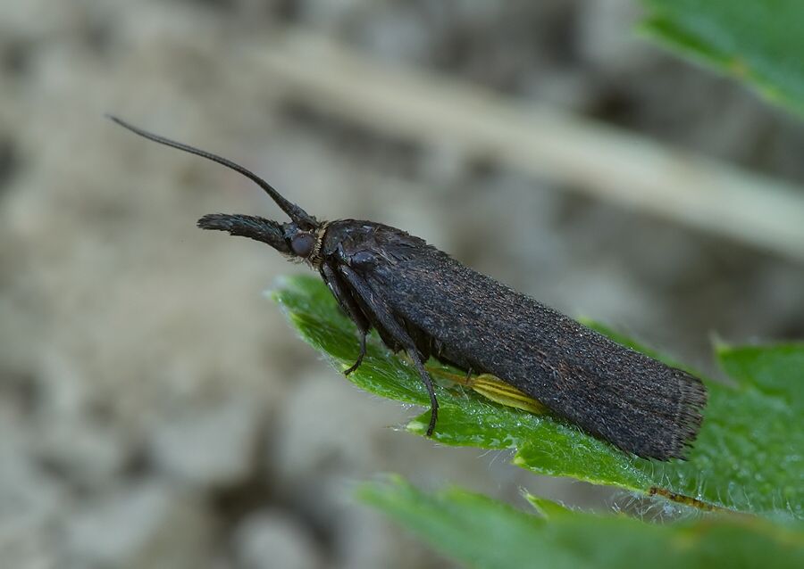 Hypochalcia ahenella
