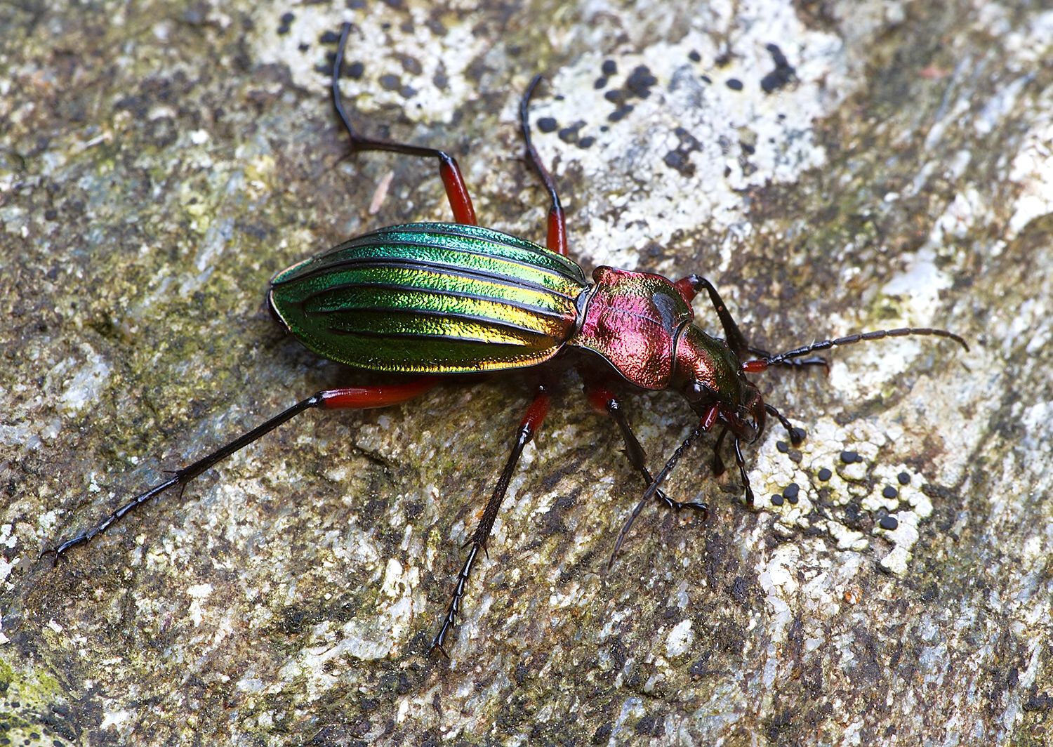 Carabus auronitens