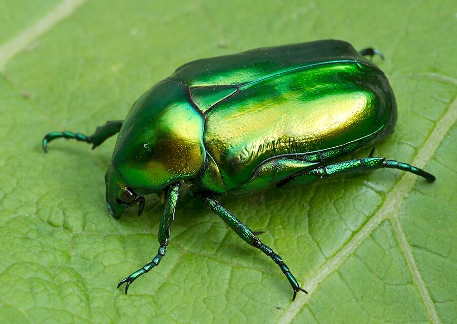 Protaetia aeruginosa