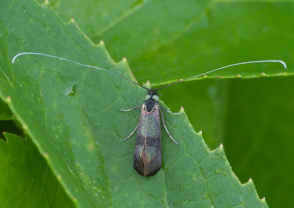 Nemophora fasciella