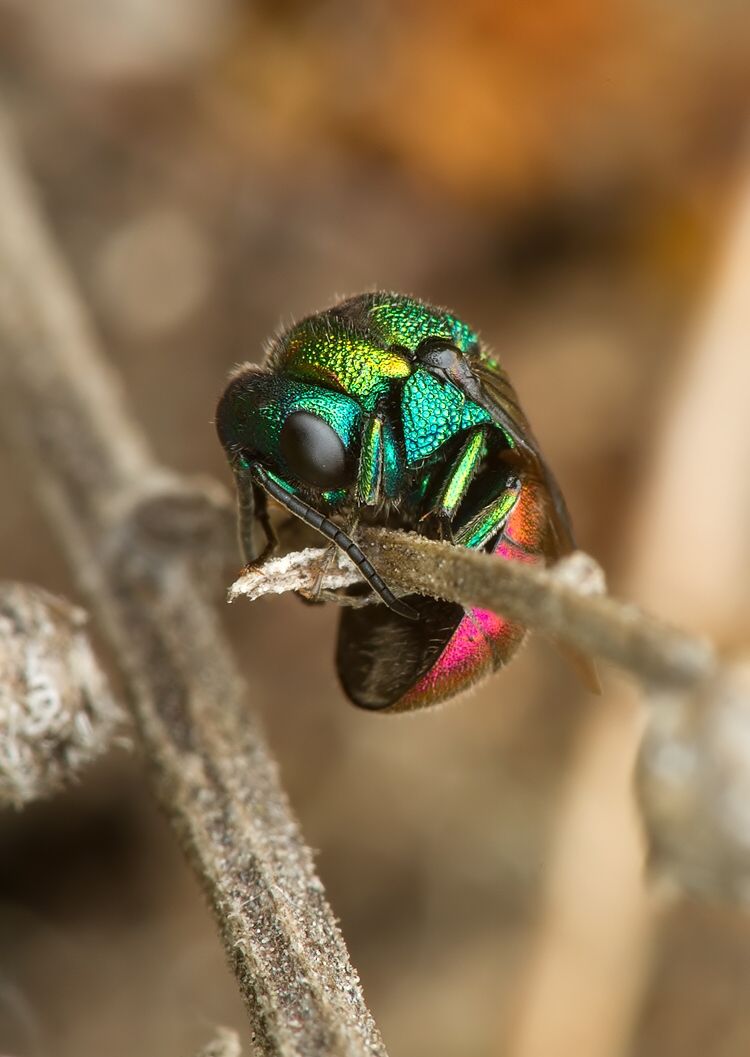 Holopyga amoenula