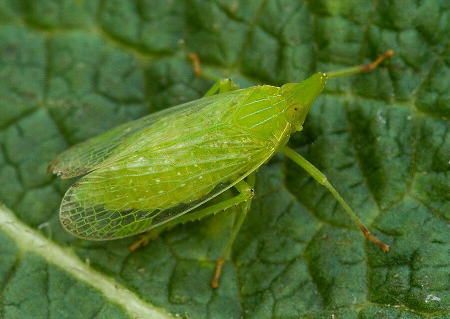 Dictyophara europaea