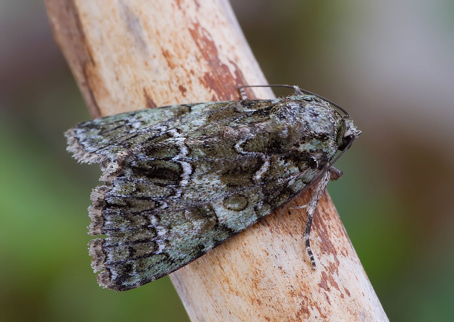 Polyphaenis sericata