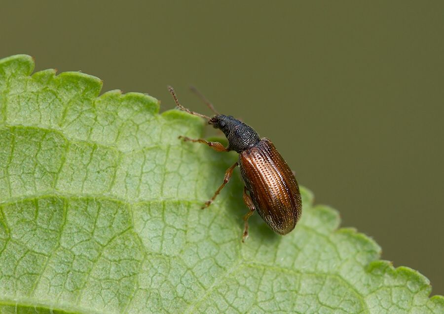 Phyllobius oblongus