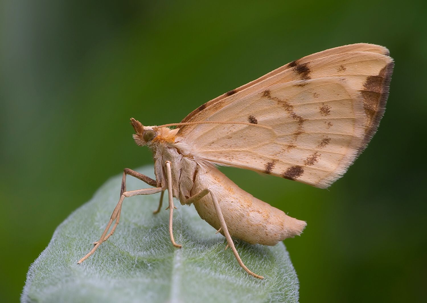 Gandaritis pyraliata
