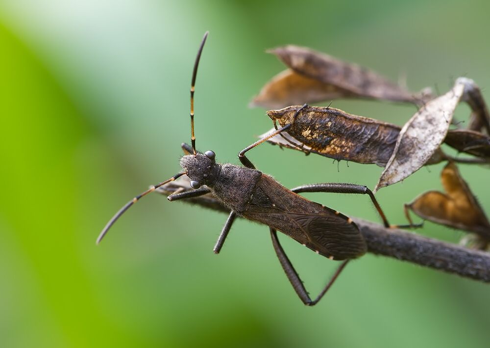 Alydus calcaratus