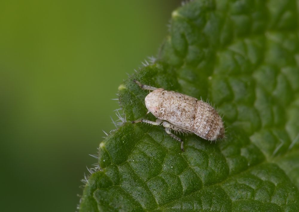 Allygidius sp.