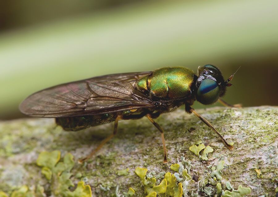 Chloromyia speciosa
