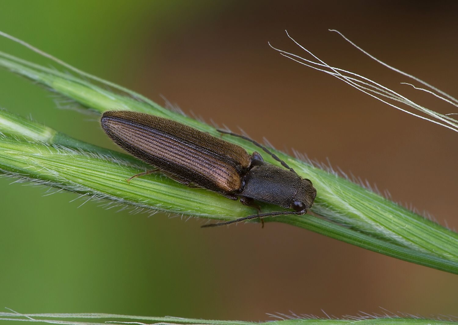 Athous bicolor