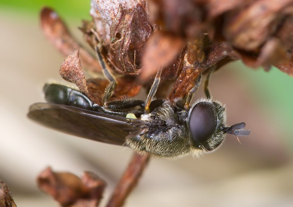 Pipizella virens