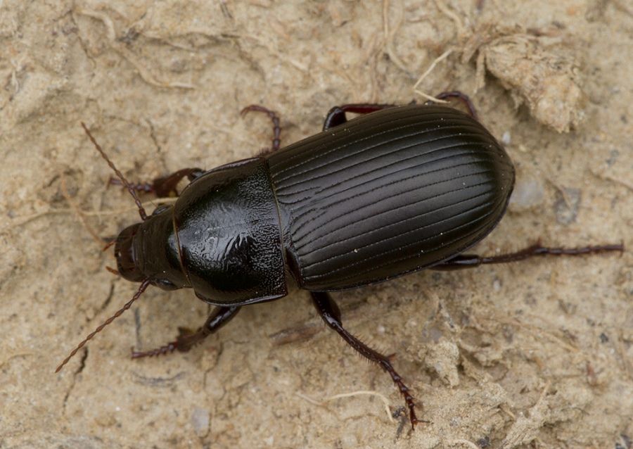 Zabrus tenebrioides