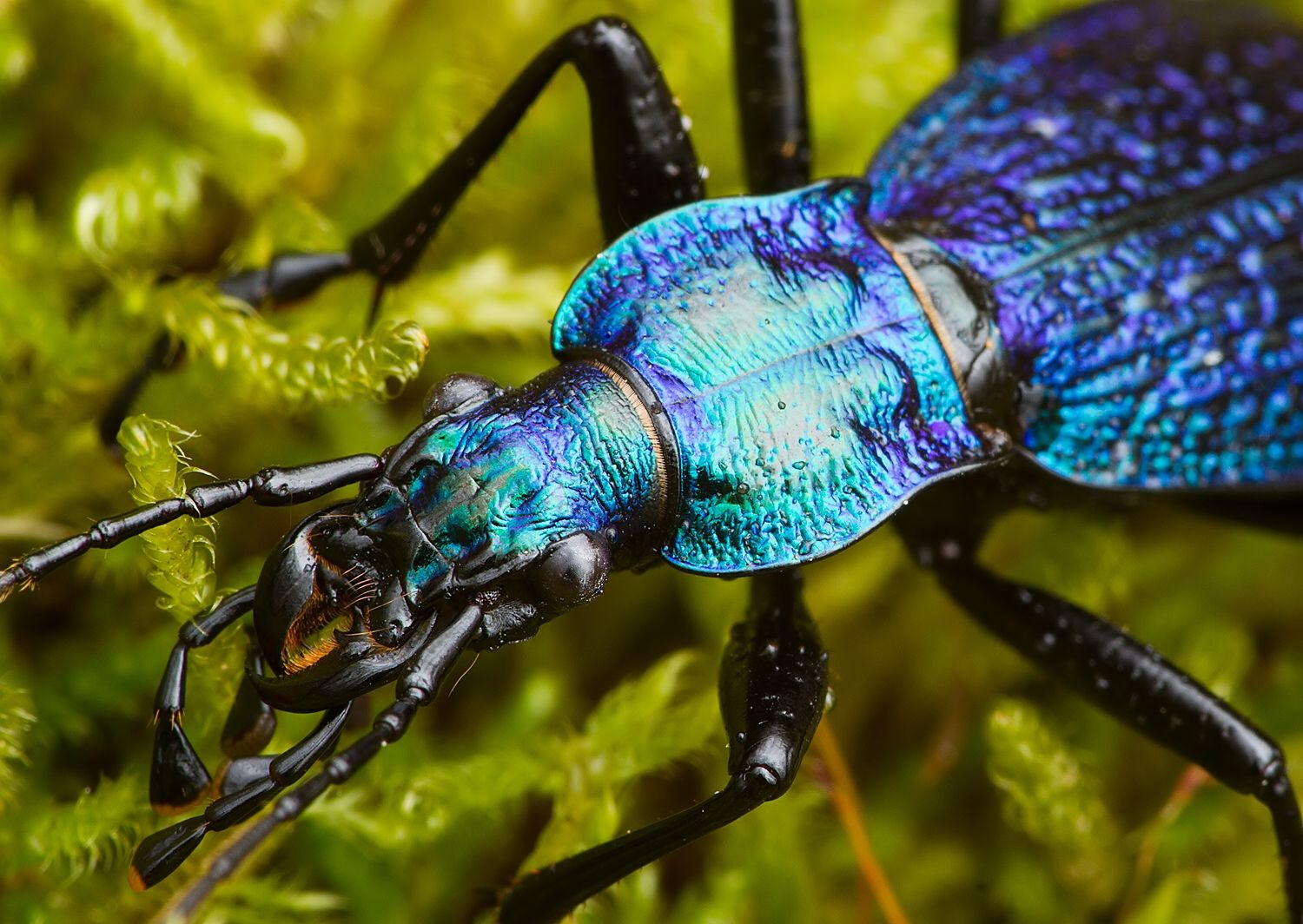 Carabus intricatus
