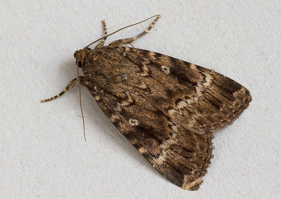 Amphipyra berbera