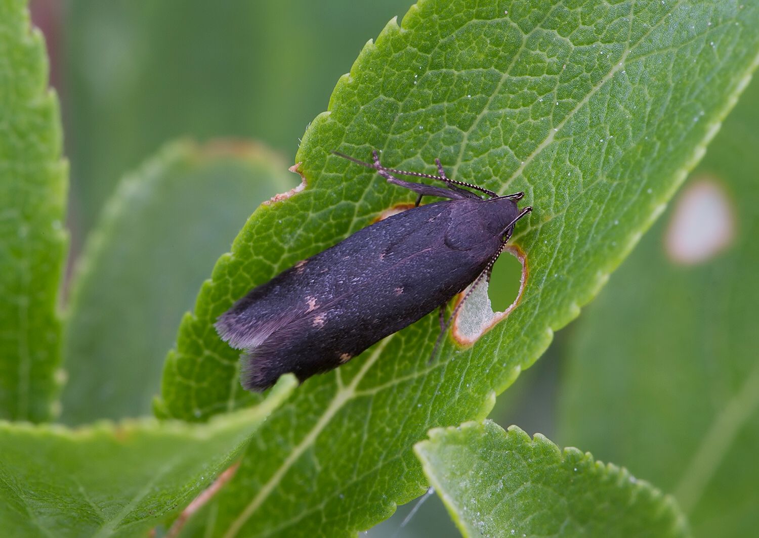 Aproaerema anthyllidella cf.